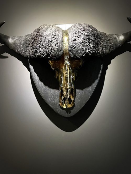 Schedel van een Kaapse Buffel