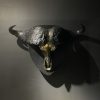 Schedel van een Kaapse Buffel