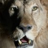 Taxidermy Lion