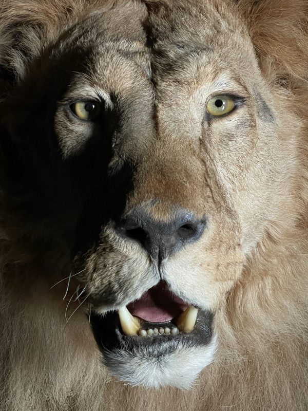 Taxidermy Lion