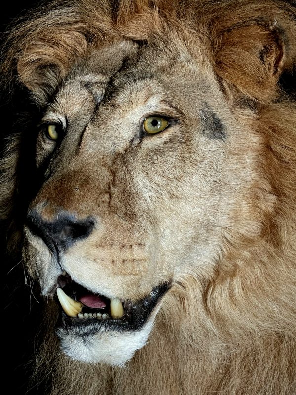 Taxidermy Lion