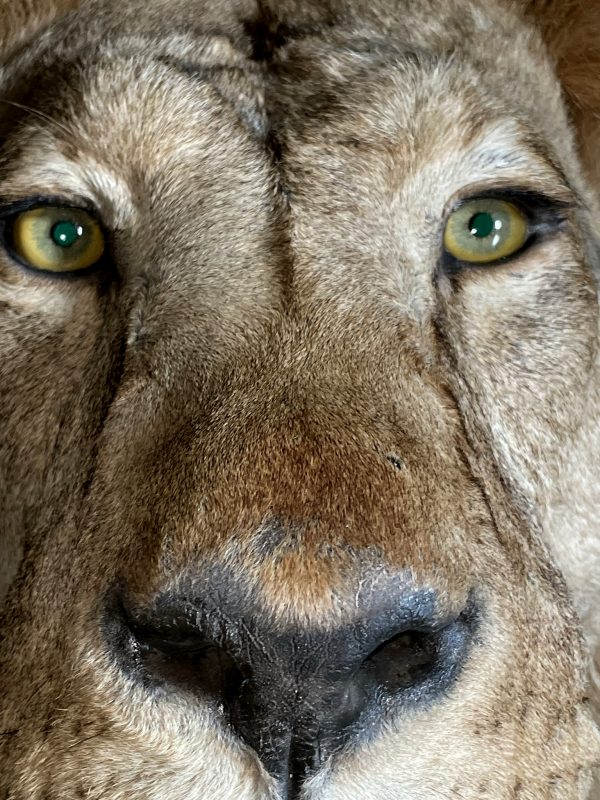 Taxidermy Lion