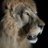 Taxidermy Lion