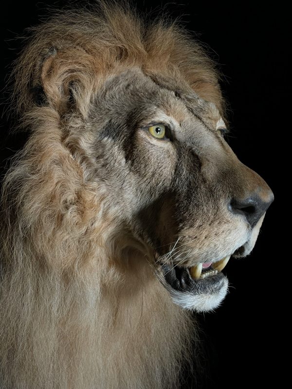 Taxidermy Lion