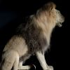 Taxidermy Lion