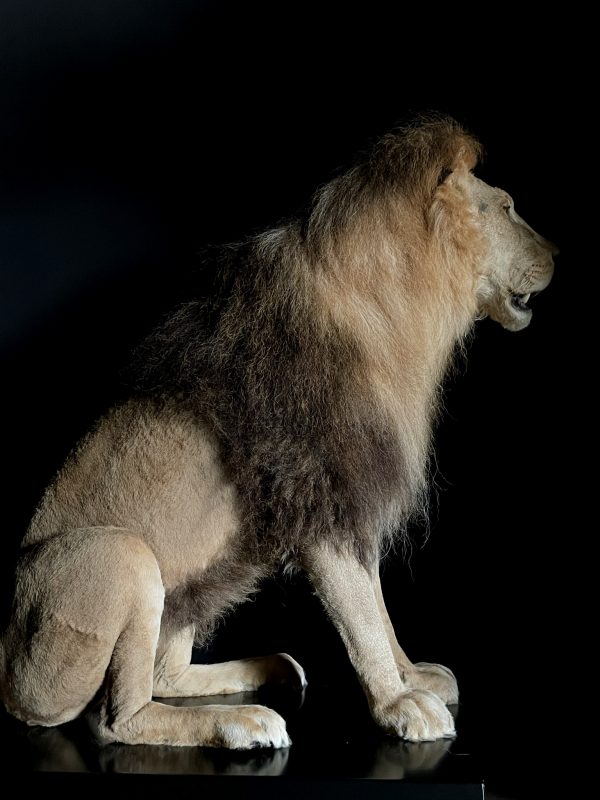 Taxidermy Lion