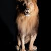 Taxidermy Lion