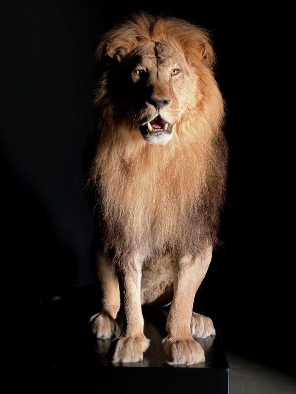 Taxidermy Lion