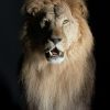 Taxidermy Lion