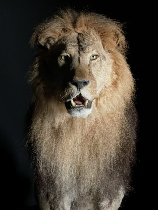 Taxidermy Lion