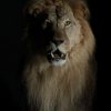 Taxidermy Lion