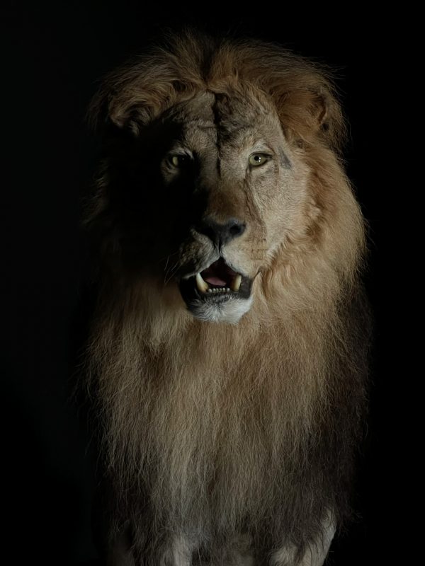 Taxidermy Lion