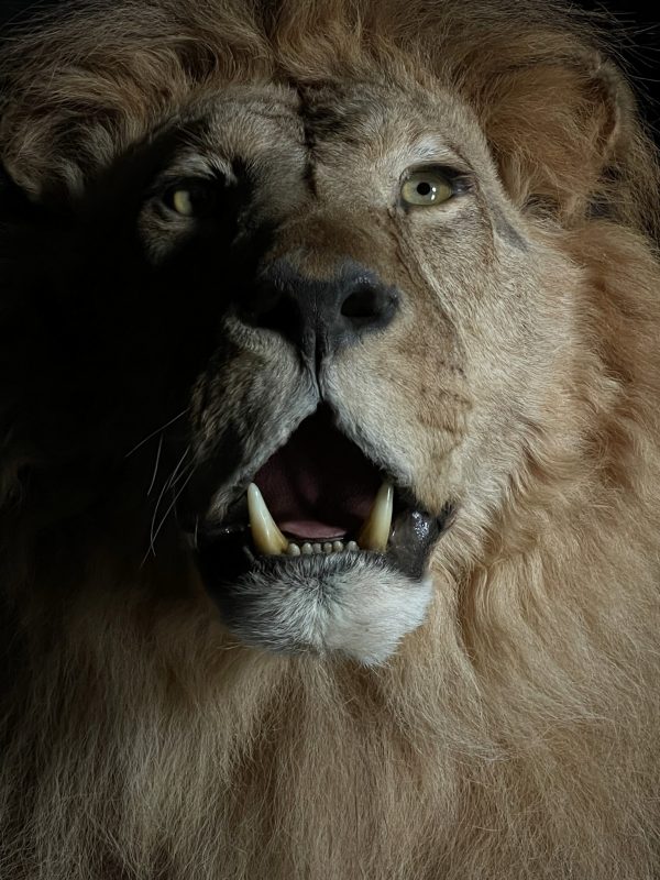 Taxidermy Lion