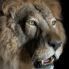 Taxidermy Lion