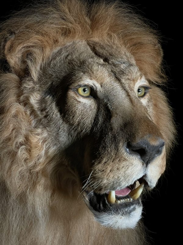 Taxidermy Lion