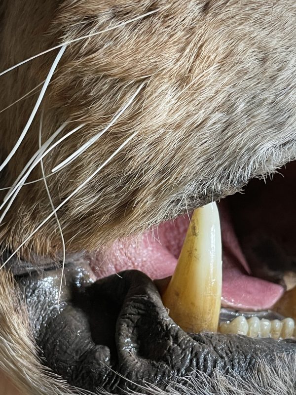 Taxidermy Lion