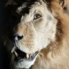 Taxidermy Lion