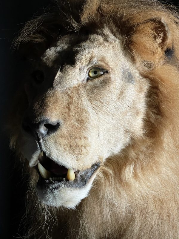 Taxidermy Lion