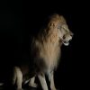 Taxidermy Lion