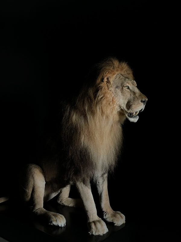 Taxidermy Lion