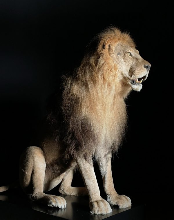 Opgezette leeuw