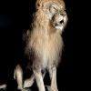 Taxidermy Lion