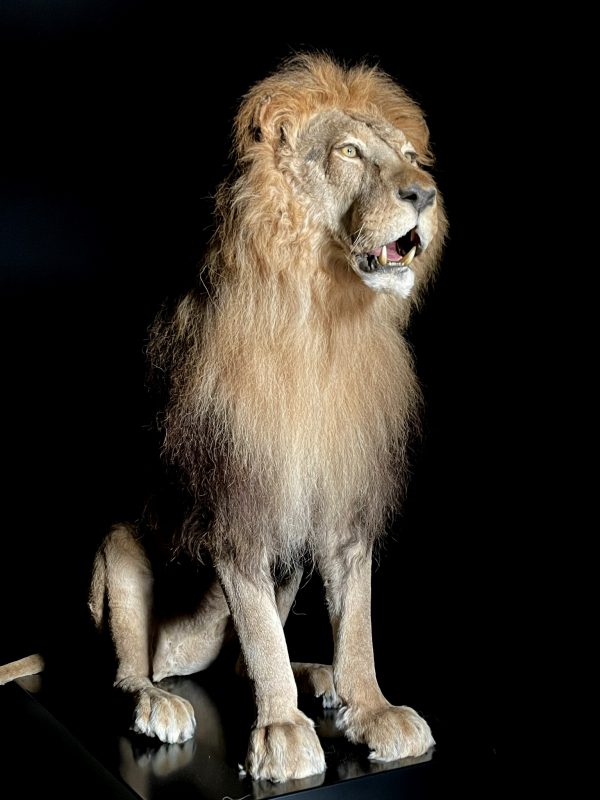 Mounted lion