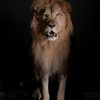 Taxidermy Lion