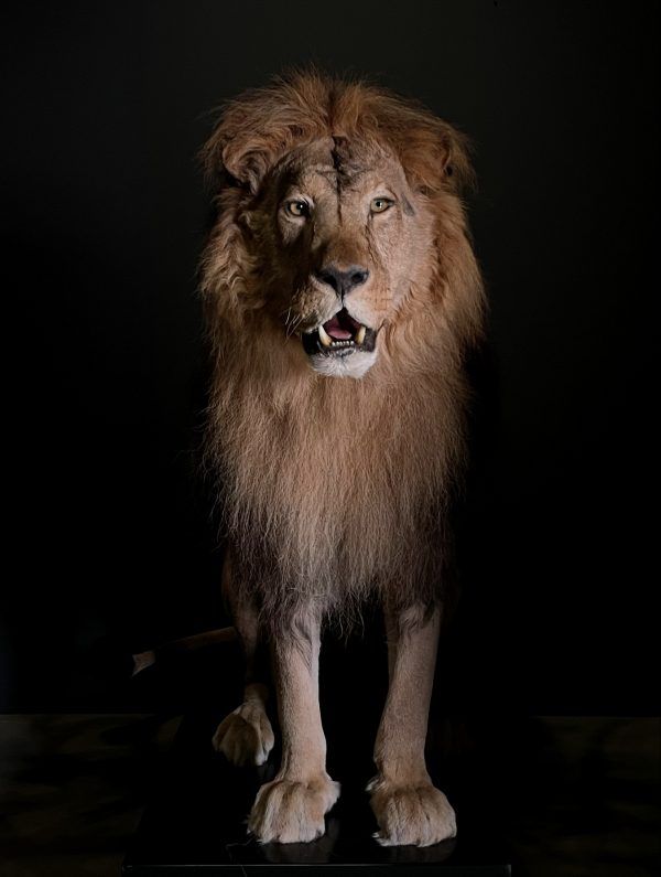 Taxidermy Lion