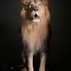 Taxidermy Lion