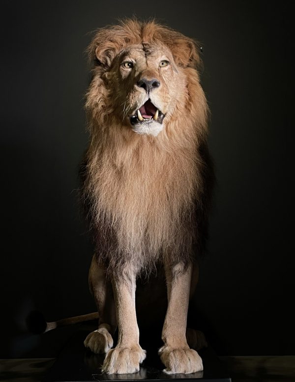 Taxidermy Lion