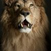 Taxidermy Lion