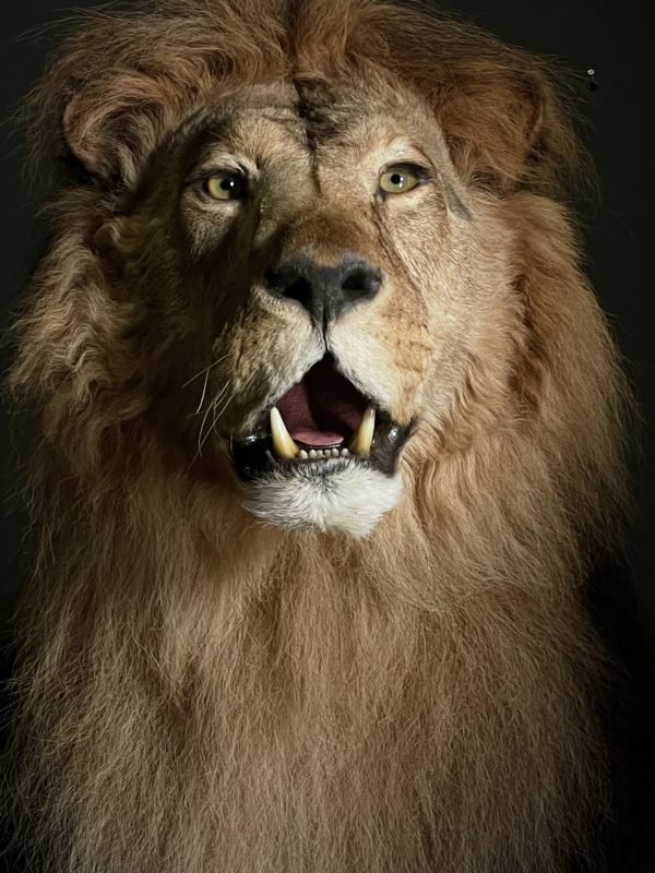 Taxidermy Lion