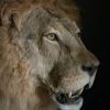 Taxidermy Lion