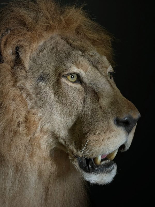 Taxidermy Lion