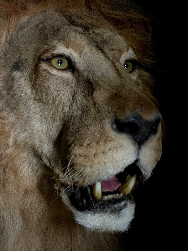 Taxidermy Lion