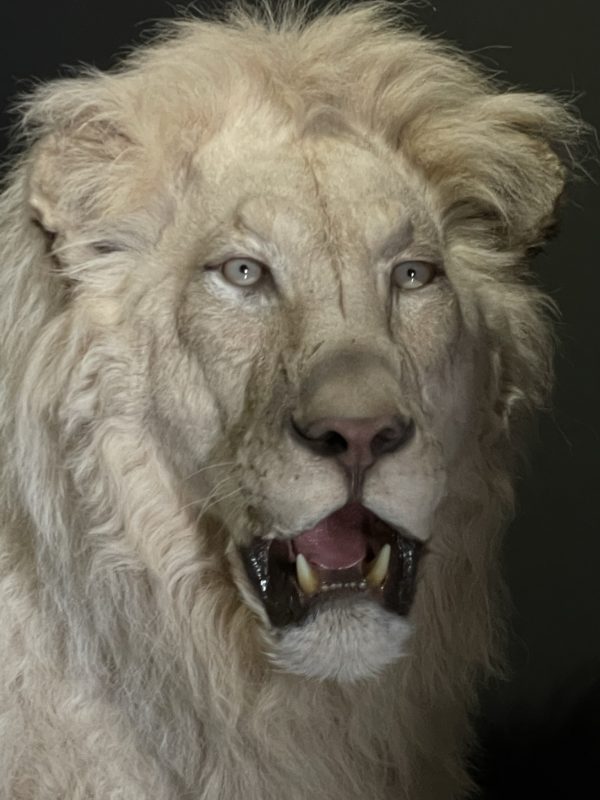 Opgezette witte leeuw