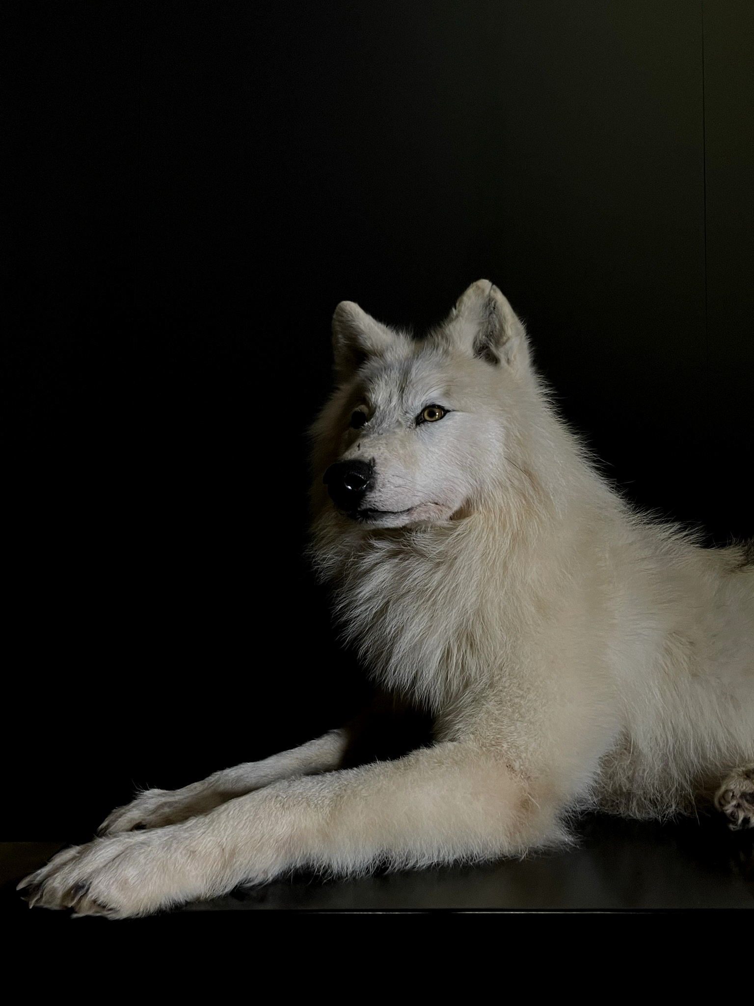veiligheid koel balans Taxidermy Arctic Wolf (3) - BEAST Interiors