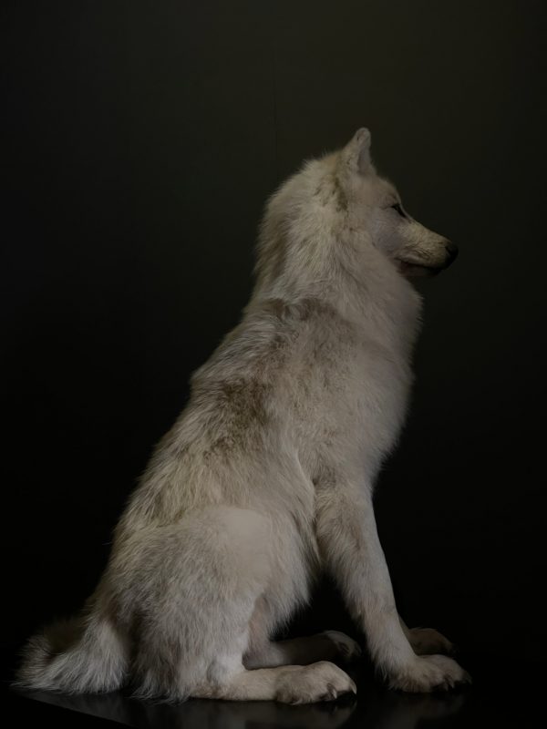 Opgezette poolwolf (2)
