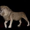 taxidermy white lion