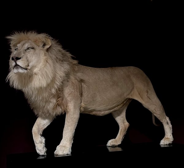 taxidermy white lion