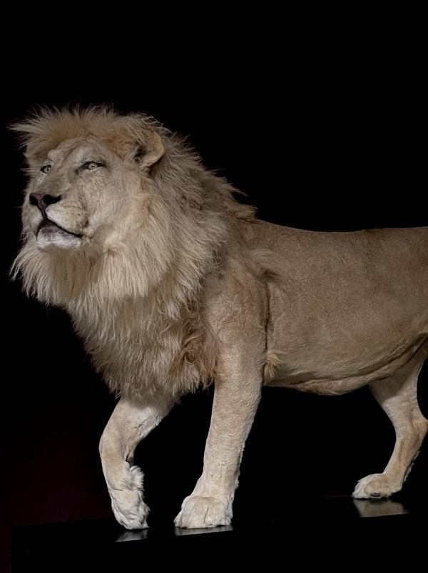 taxidermy white lion