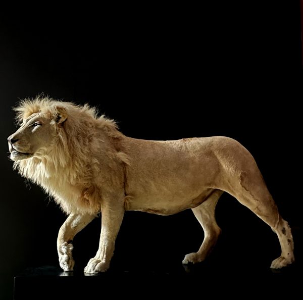 taxidermy white lion