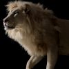 taxidermy white lion