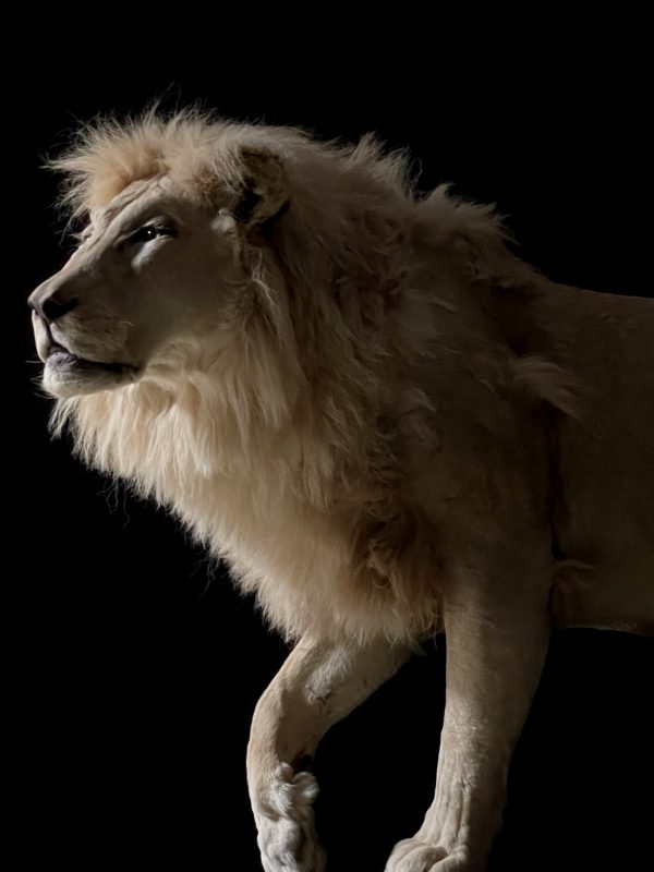 taxidermy white lion