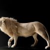 taxidermy white lion