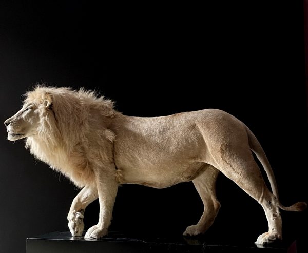 taxidermy white lion