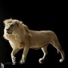 taxidermy white lion