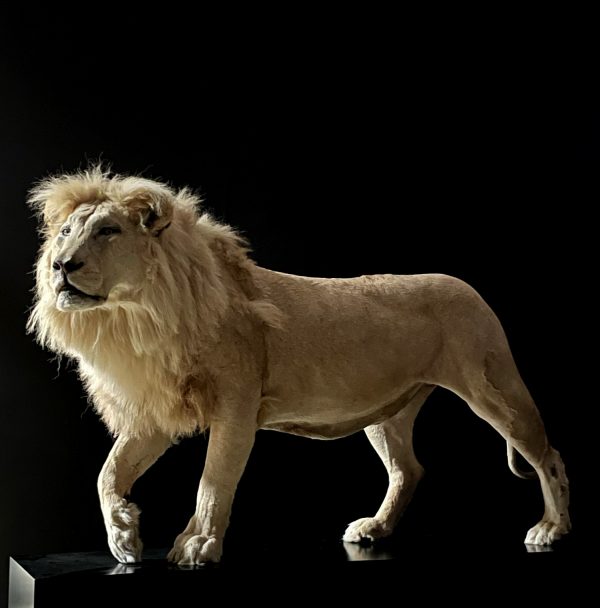 taxidermy white lion