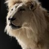 taxidermy white lion